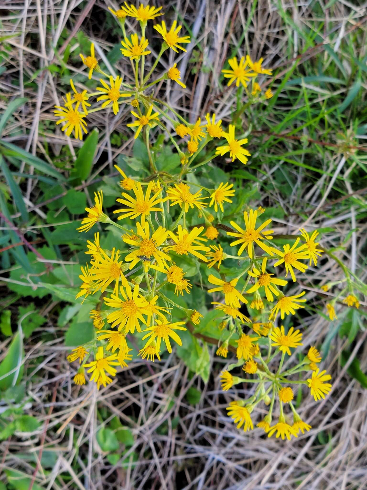 Tephroseris crispa (Jacq.) Schur的圖片