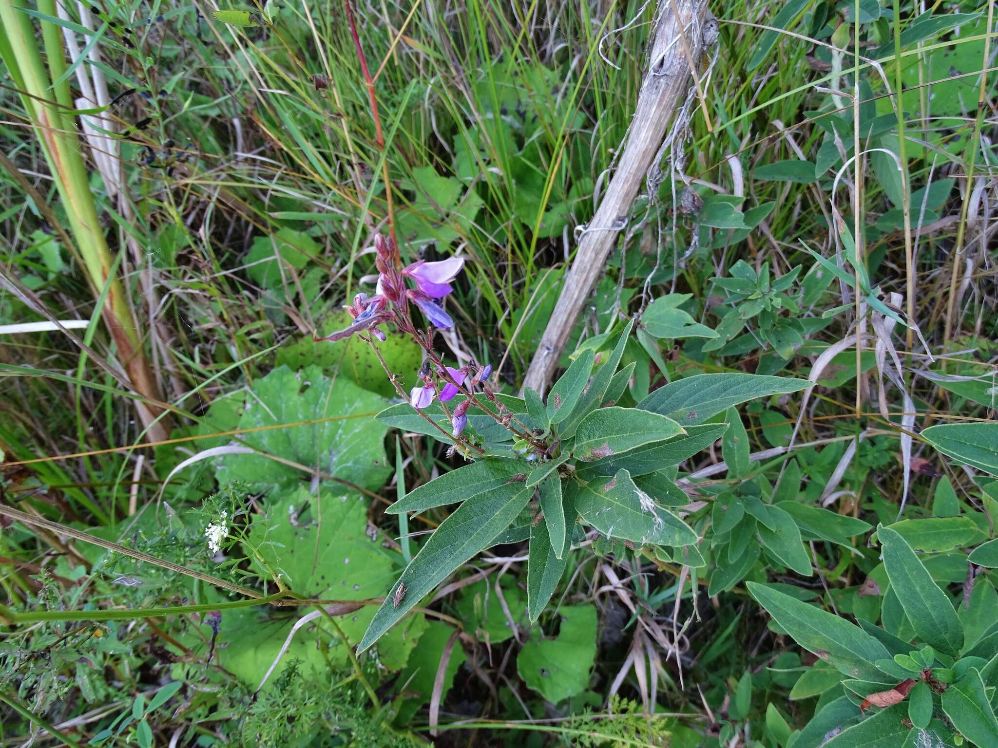 Imagem de Desmodium canadense (L.) DC.