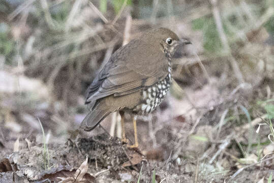 Image of Plain-backed Thrush