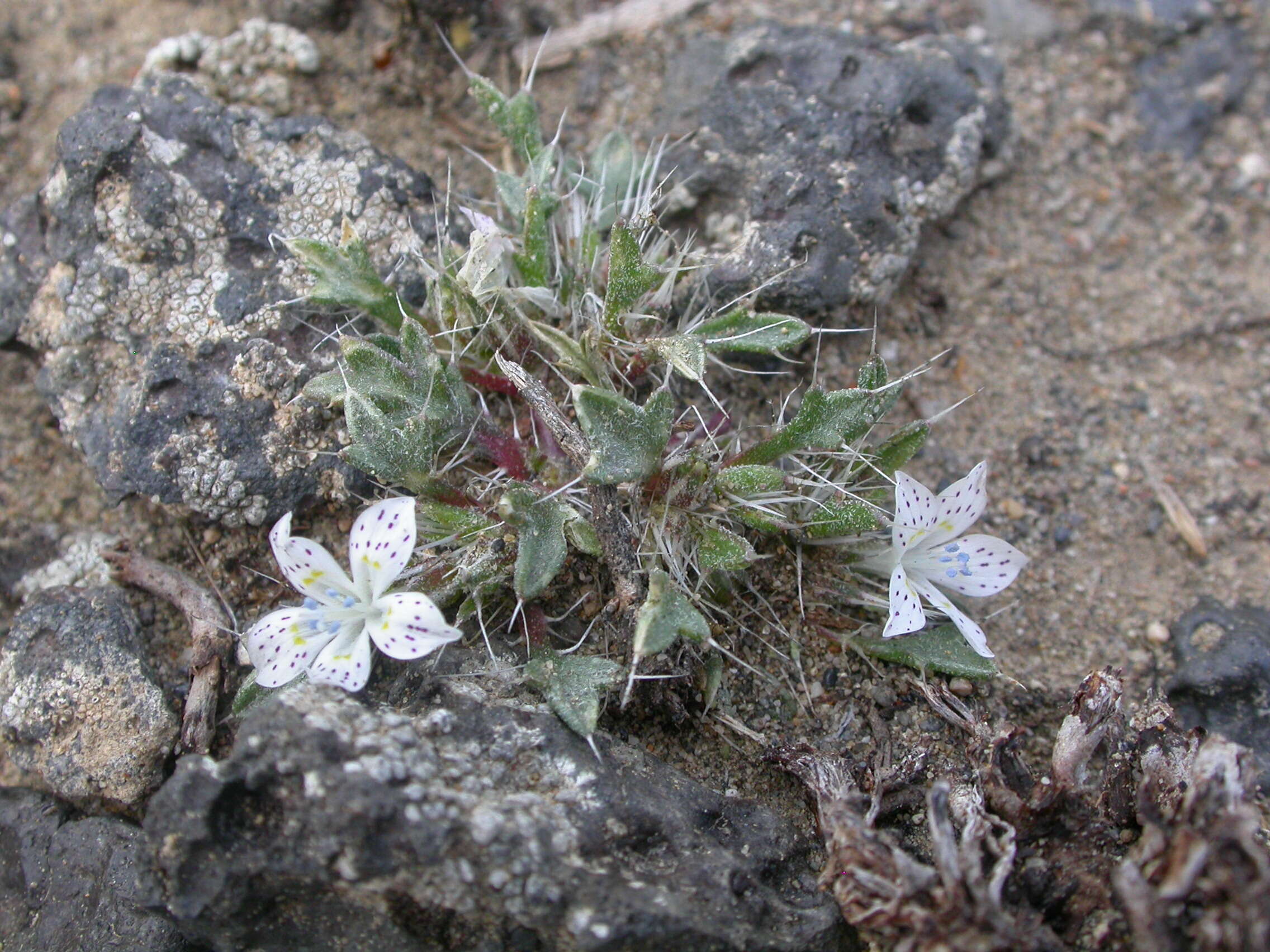 Image of Great Basin langloisia