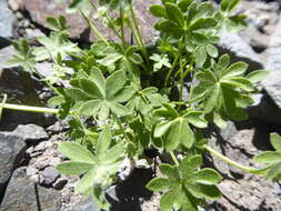 Image of Bowlesia tropaeolifolia Gill. & Hook.