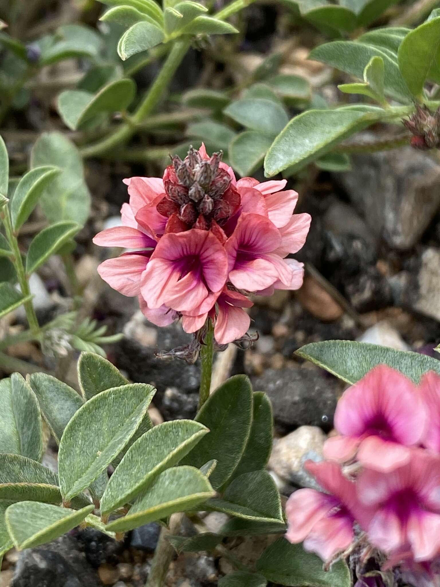 Image of Indigofera auricoma E. Mey.