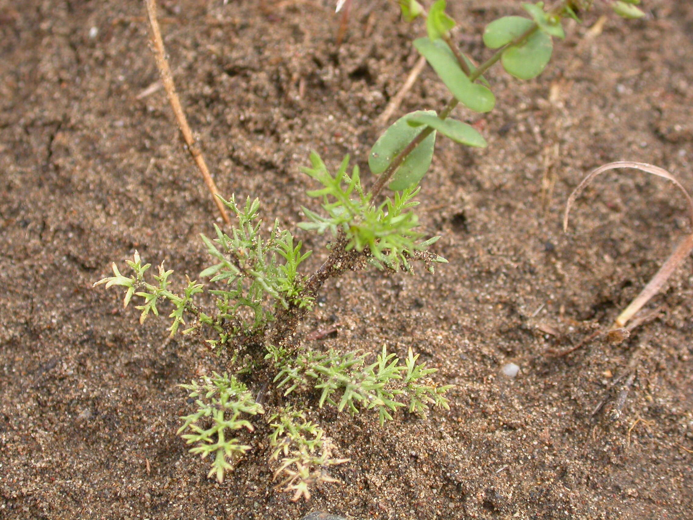 Image of clasping pepperweed