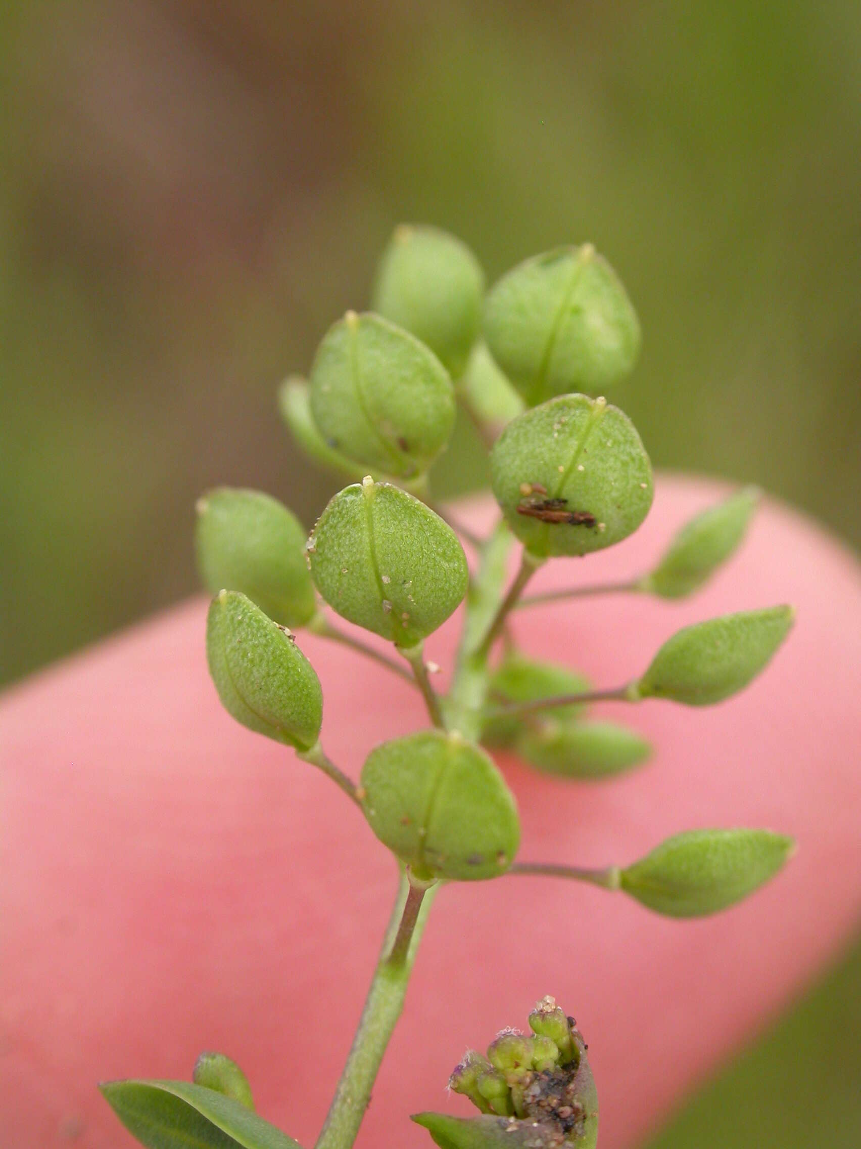 Image of clasping pepperweed