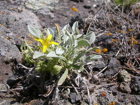 Image of King bladderpod