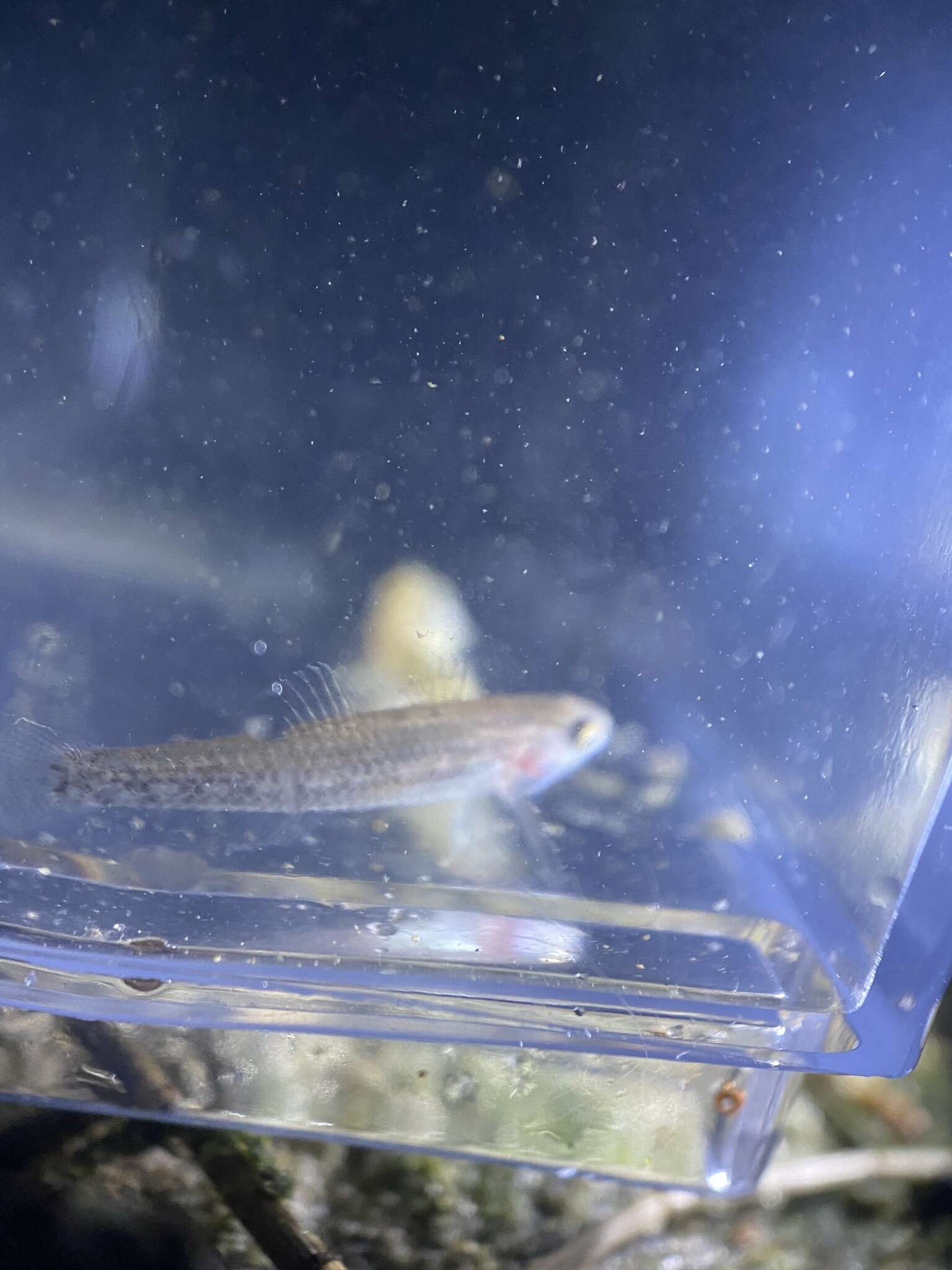 Image of Striped gudgeon
