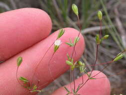 Image of northern linanthus