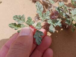 Image de Neurada procumbens L.