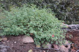 Indigofera reducta N. E. Br.的圖片