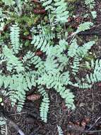 Image of blue nodding locoweed