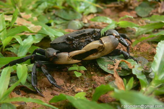 Imagem de Sayamia sexpunctata (Lanchester 1906)