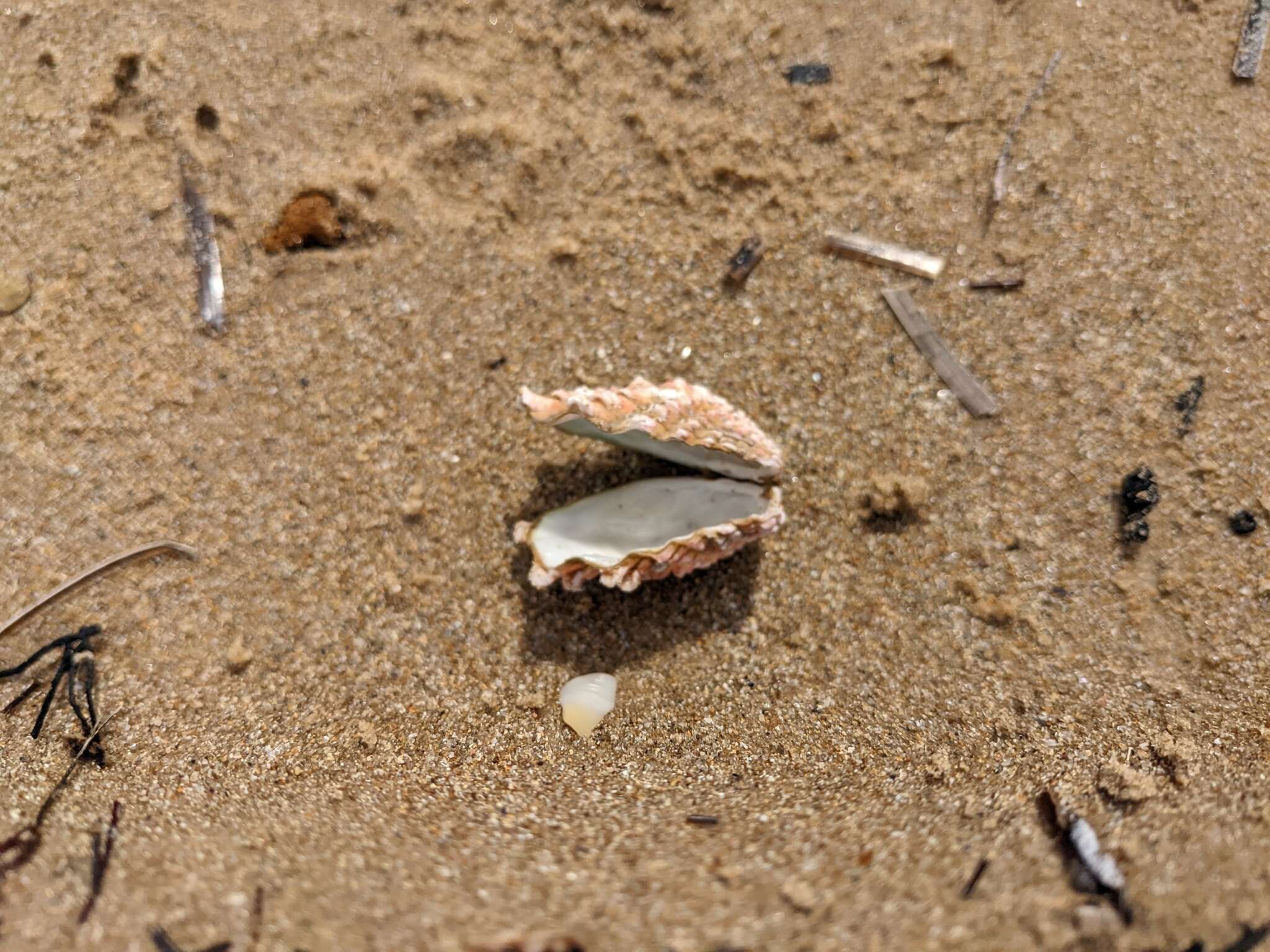 Image of large-ribbed cardita