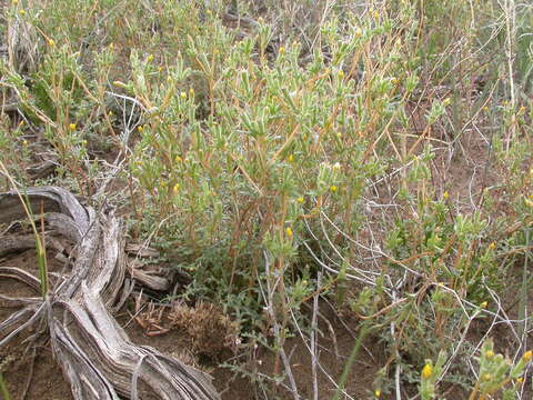 Image of whitestem blazingstar