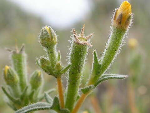 Image of whitestem blazingstar