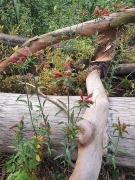 Image of lily of the Incas