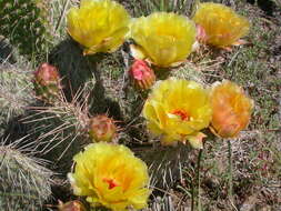 Image of Panhandle Prickly-pear