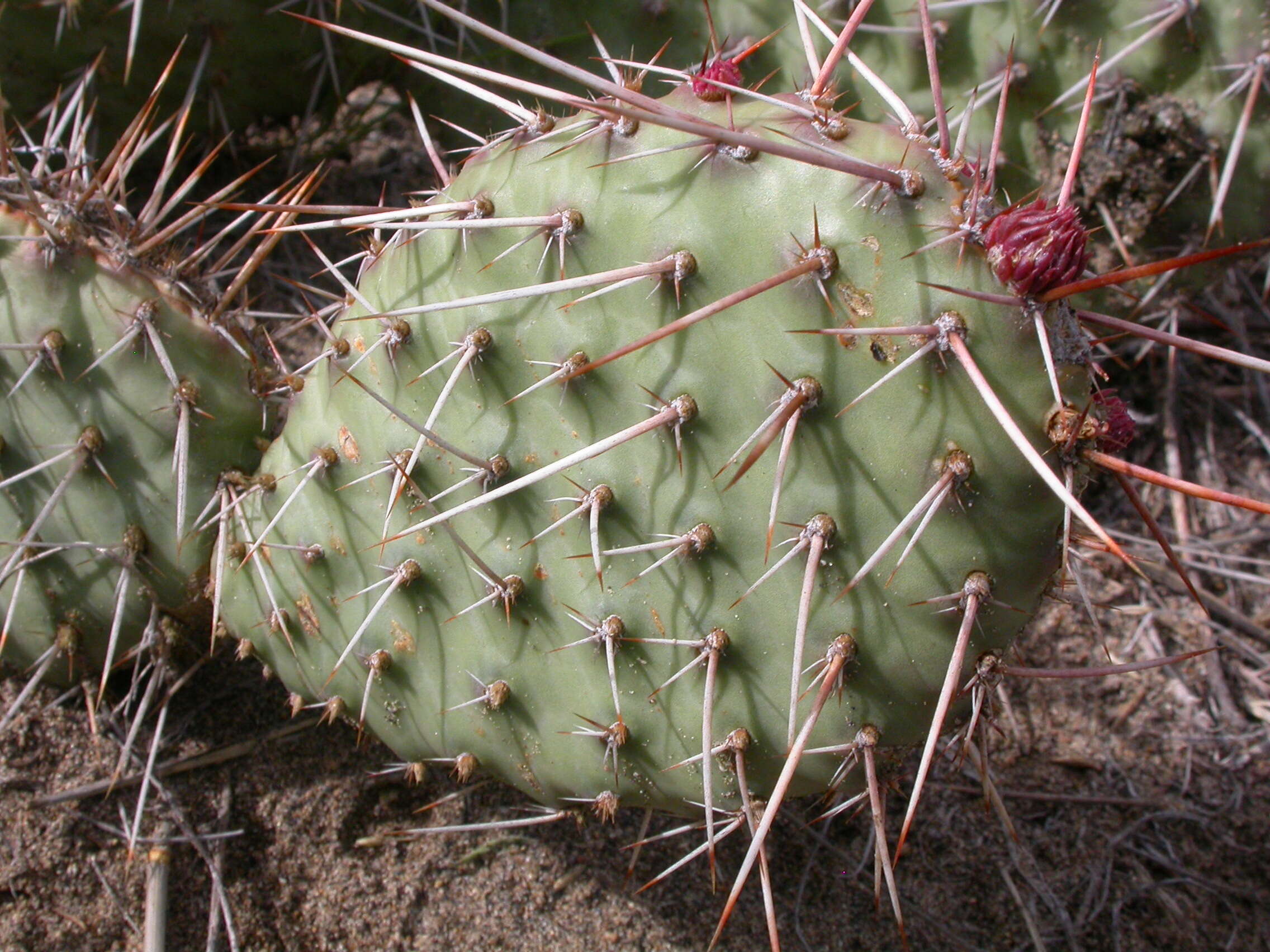 Image of Panhandle Prickly-pear