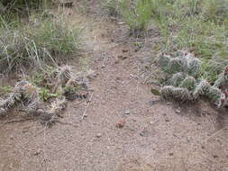 Image of Panhandle Prickly-pear