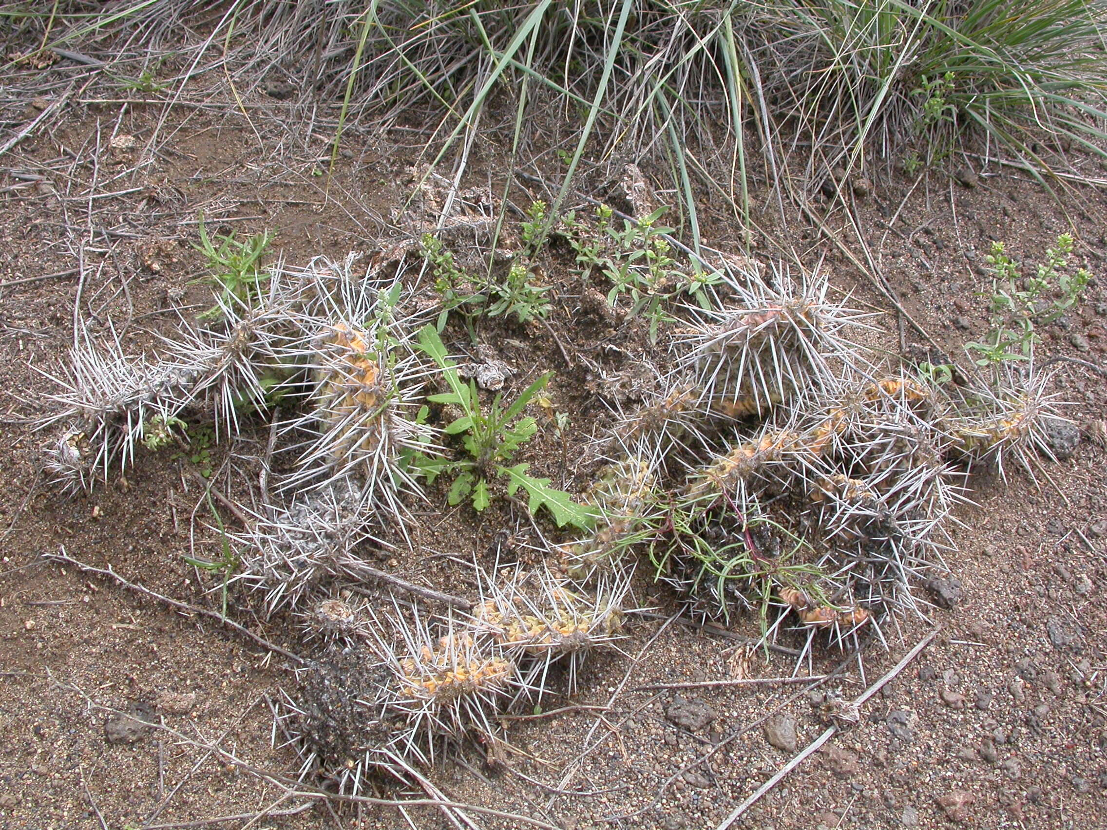 Image of Panhandle Prickly-pear