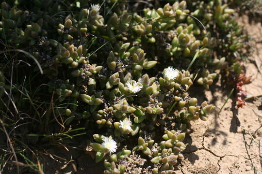 Image of Delosperma echinatum (Lam.) Schwant.