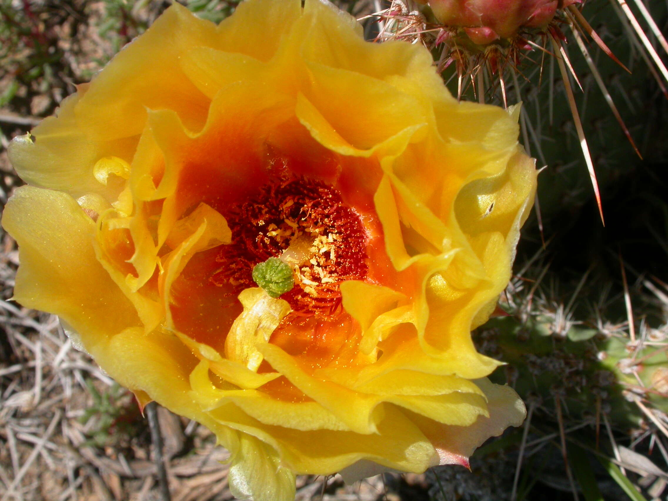 Image of Panhandle Prickly-pear