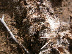 Image of Panhandle Prickly-pear