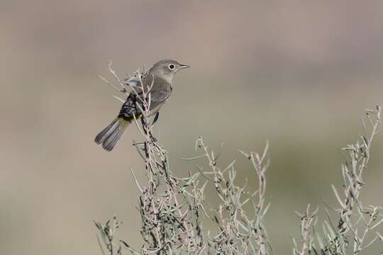 Image of Virginia's Warbler