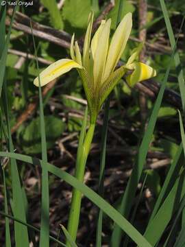 Image of Grant Duff's Iris