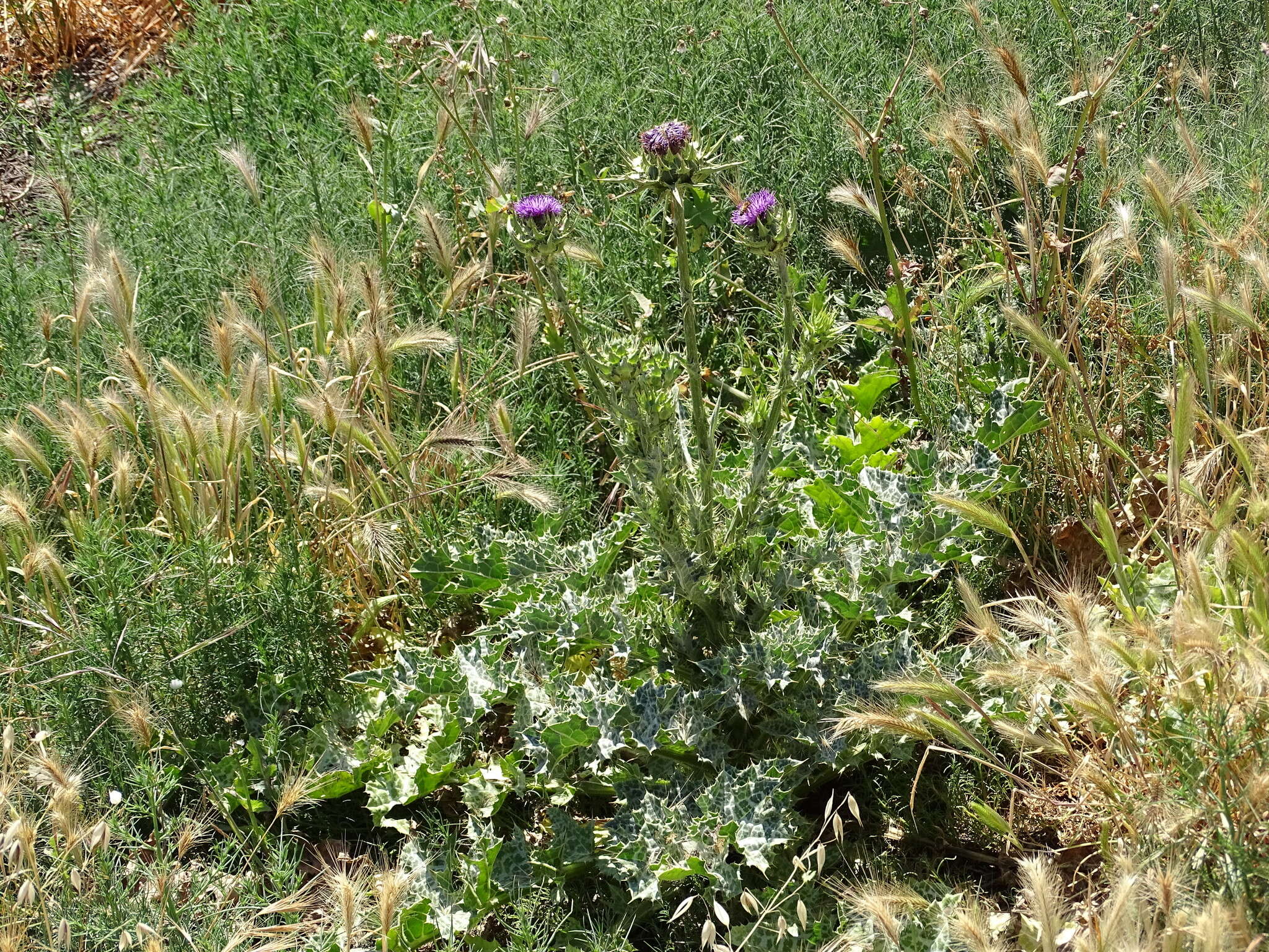 Image of Milk thistle