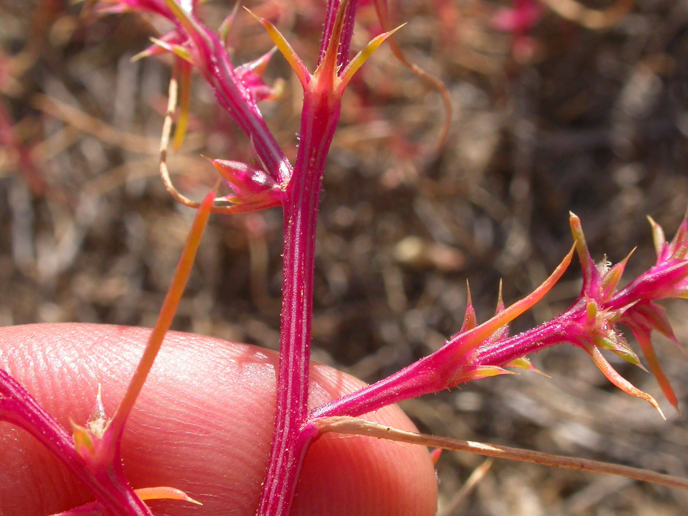 Image of Prickly Russian-Thistle