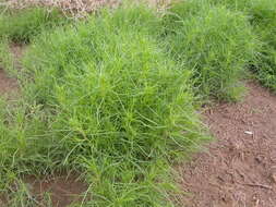 Image of Prickly Russian-Thistle