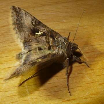 صورة Autographa gamma Linnaeus 1758