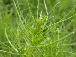 Image of Prickly Russian-Thistle