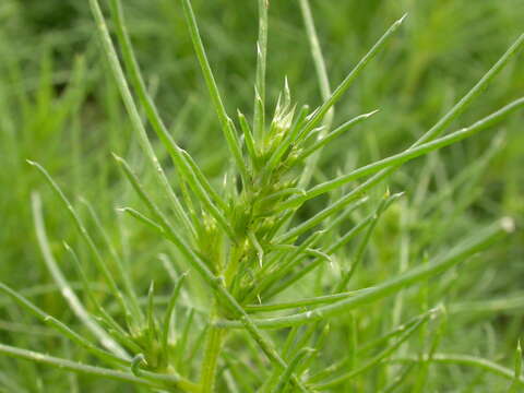 Image of Kali tragus (L.) Scop.