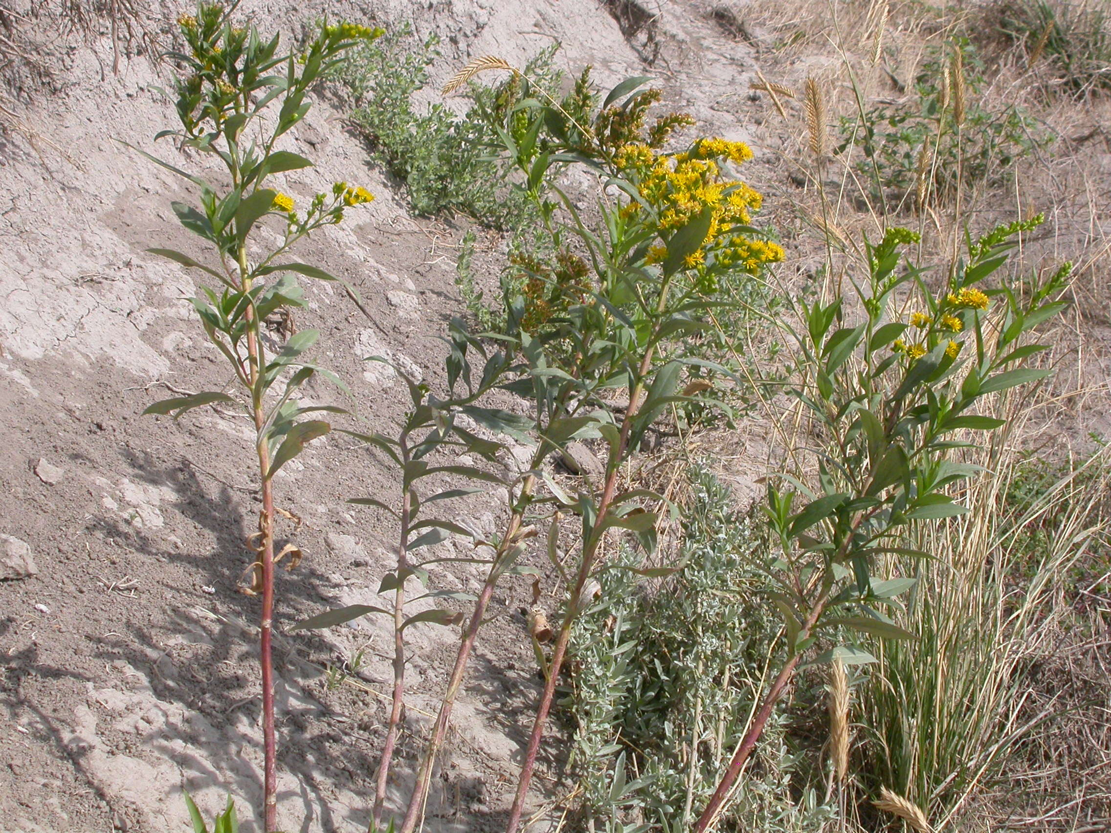 Imagem de Solidago gigantea Ait.