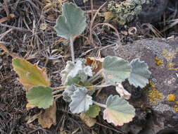 Image of Munro's globemallow