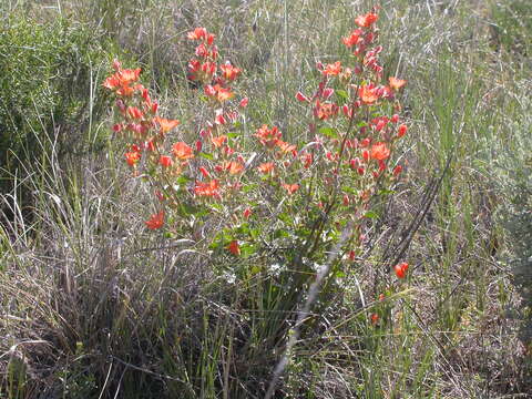 Image of Munro's globemallow