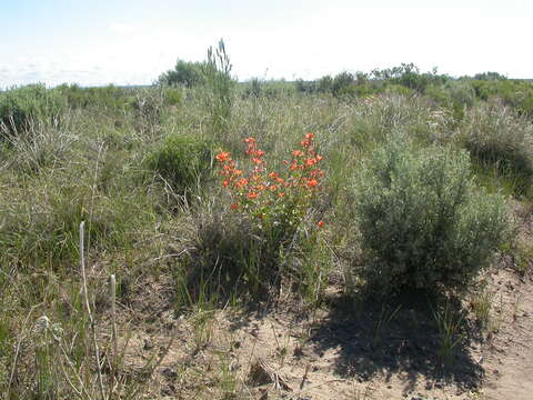 Image of Munro's globemallow