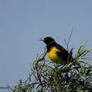 Image of Yellow-rumped Marshbird