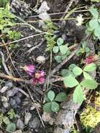 Image de Trifolium kingii subsp. productum (Greene) D. Heller