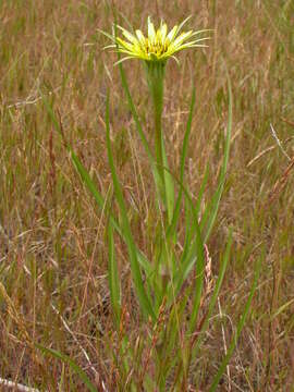 Image of yellow salsify