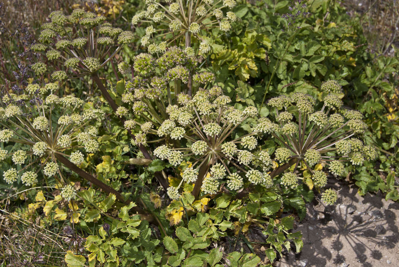 Слика од Angelica brevicaulis (Rupr.) B. Fedtsch.