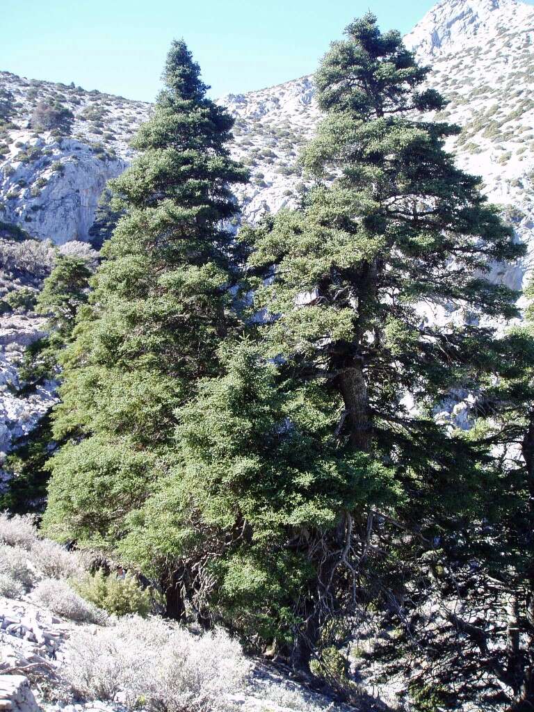 Image of Spanish Fir