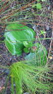 Image of Satyrium princeps Bolus