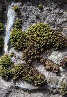 Image of zygodon moss