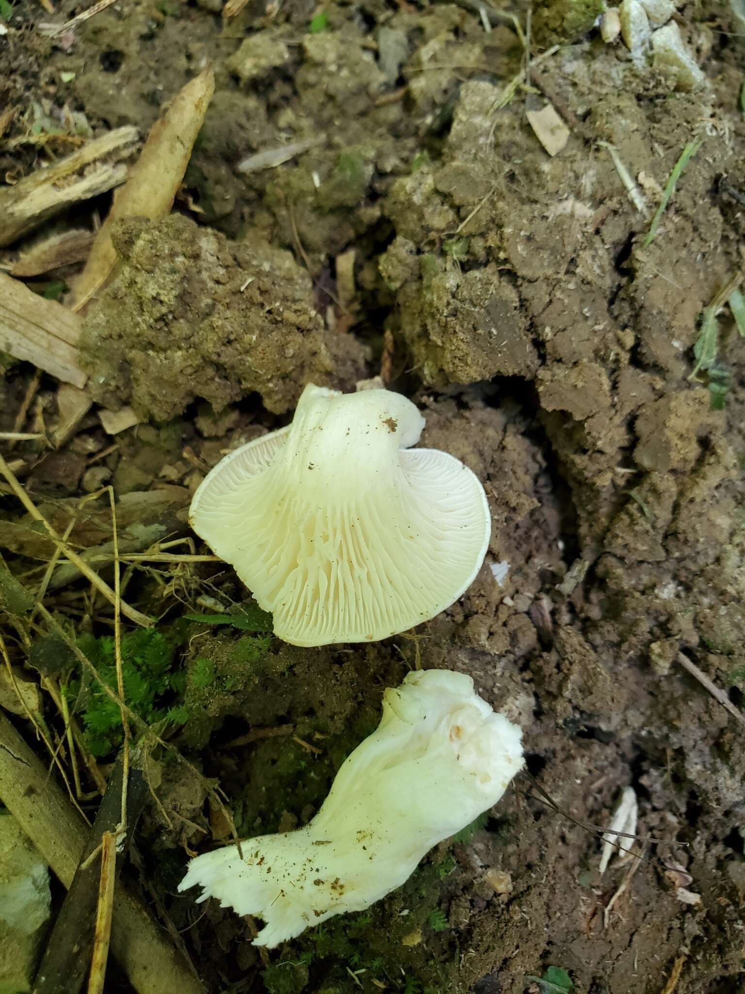 Слика од Hygrocybe angustifolia (Murrill) Candusso 1997