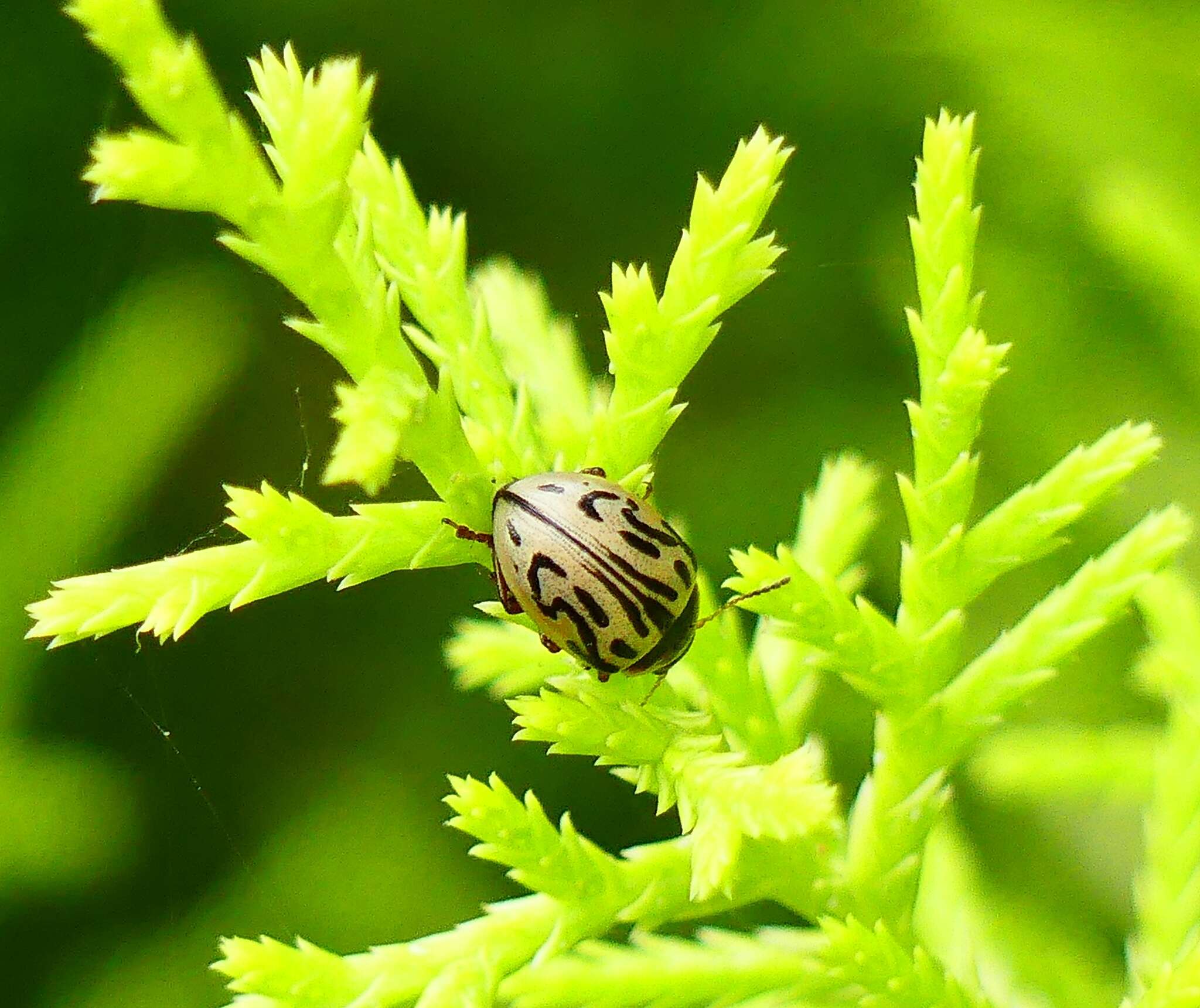 Image of Zygogramma bicolorata