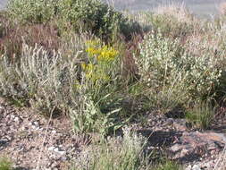 Image of tapertip hawksbeard