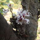 Dendrobium peguanum Lindl. resmi