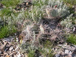 Image of Panhandle Prickly-pear